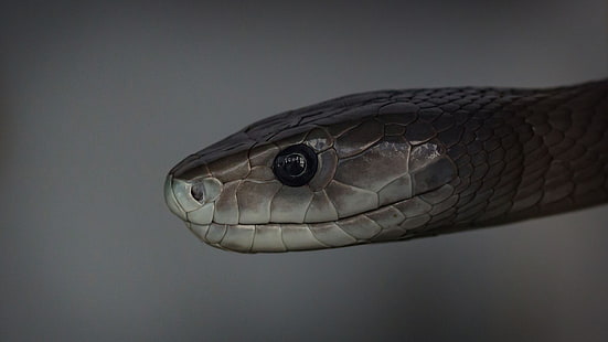 reptiles, mamba, serpiente, Fondo de pantalla HD HD wallpaper