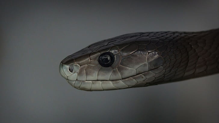 reptiles, serpiente, mamba, Fondo de pantalla HD
