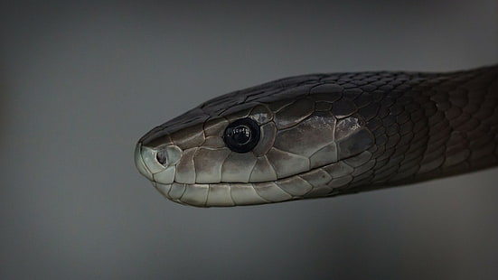рептилии, змеи, мамба, HD обои HD wallpaper