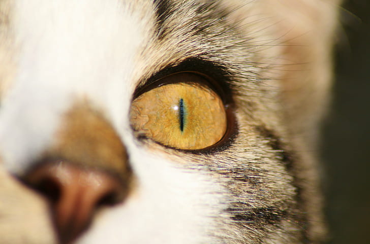 closeup photo of cat's left eye, cat, Cat Eye, Close Up, closeup, photo, left eye, cat  eye, up close, feline, domestic Cat, pets, animal, cute, animal Eye, looking, domestic Animals, mammal, kitten, HD wallpaper
