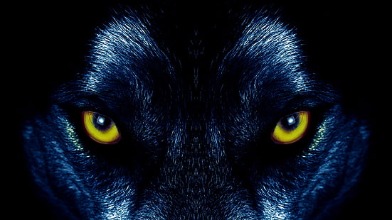 Животное, волк, взгляд, HD обои HD wallpaper