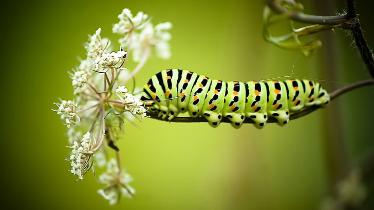 caterpillar, macro, photography, spring, flower, worm, insect, HD wallpaper