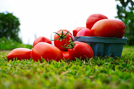 orange tomatfrukter på blå skål, tomat, tomat, skörd, apelsin, frukt, blå, skål, DA, f3.2, AL, Begränsad, trädgård, RÖD, mat, friskhet, natur, organisk, mogen, jordbruk, sommar, grönsak , utomhus, hälsosam Äta, frukt, grön Färg, HD tapet HD wallpaper