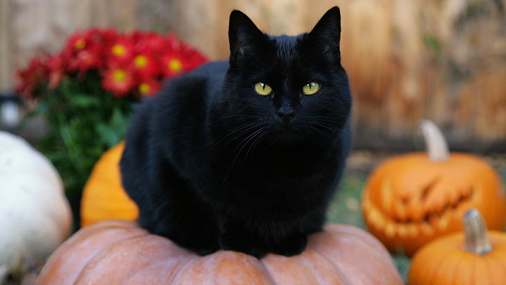 صورة قطة سوداء كبيرة، خلفية HD
