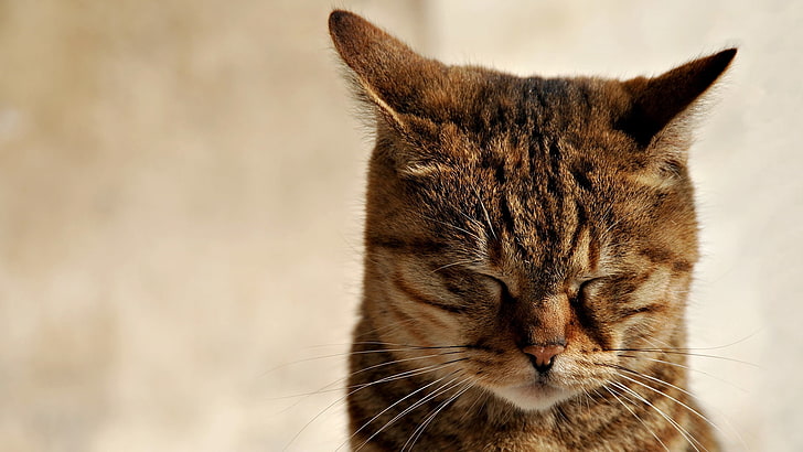brown tabby cat, cat, muzzle, sleep, tabby, ears, HD wallpaper