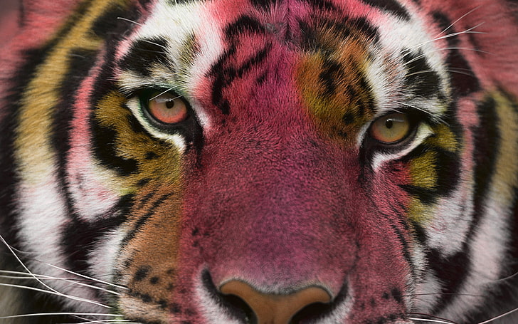 tigre adulta, tigre, occhi, gatto, manipolazione fotografica, colorato, felini, animali, Sfondo HD