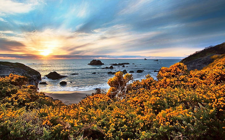 przyroda, krajobraz, plaża, polne kwiaty, zachód słońca, morze, skała, piasek, niebo, chmury, Oregon, żółty, niebieski, Tapety HD