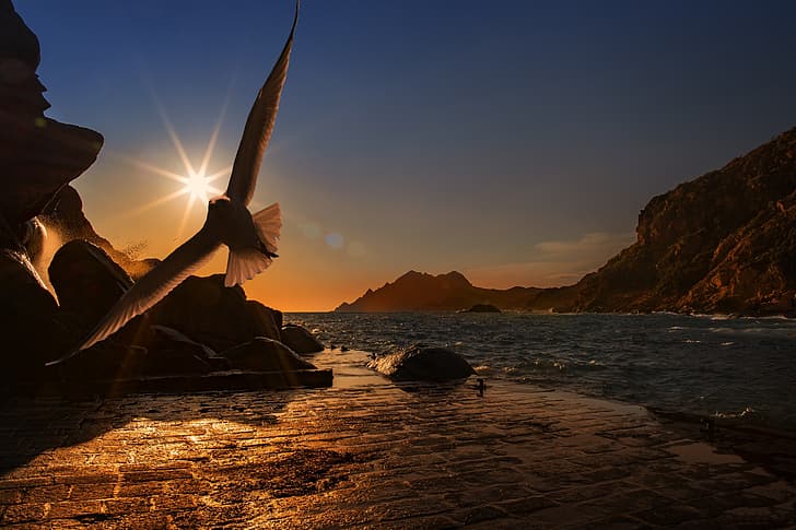 sea, the sun, mountains, stones, bird, Seagull, the evening, flight, promenade, HD wallpaper