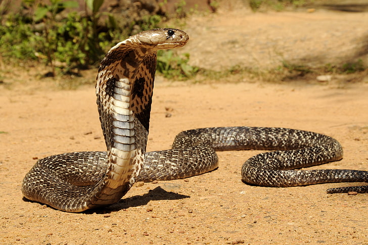 brun kobra, kobra, rovdjur, reptil, orm, ormar, HD tapet