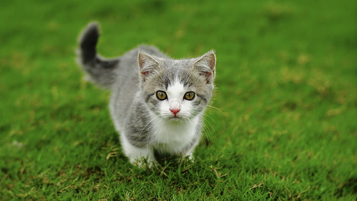회색과 흰색 얼룩 고양이, 잔디, 고양이, 동물, HD 배경 화면
