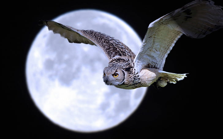 Owl flight under moon, gray owl, Owl, Flight, Under, Moon, HD wallpaper