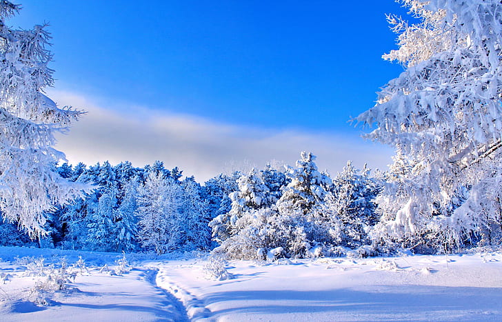 зима, пейзаж, деревья, природа, снег, тропинка, HD обои