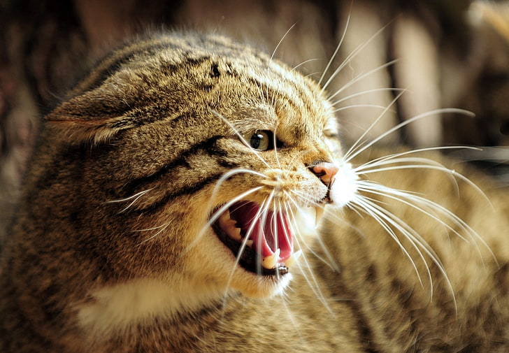 brown tabby cat, european wild cat, wild cat, face, teeth, jaws, rage, anger, HD wallpaper