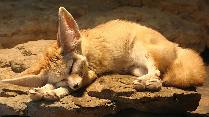 สัตว์ Fennec Fox, วอลล์เปเปอร์ HD