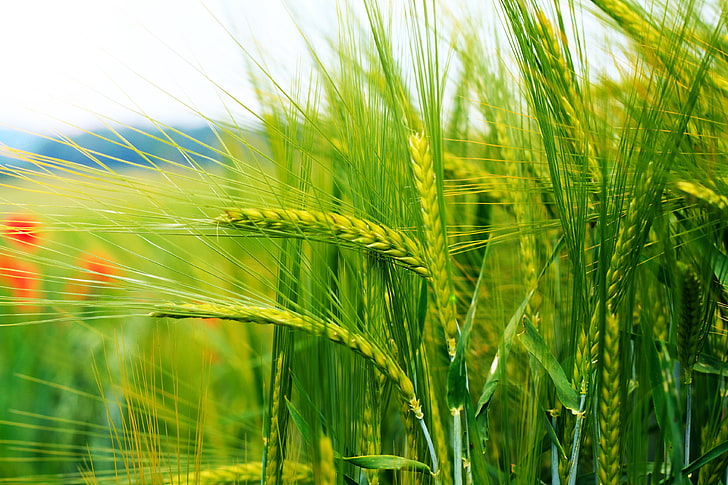 коричневая пшеница, кукурузные початки, трава, травы, HD обои