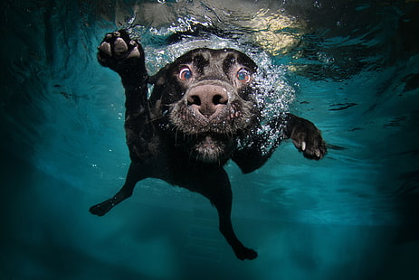 adult black Labrador retriever, dog, underwater, swimming, animals, nature, water, bubbles, muzzles, legs, swimming pool, black, HD wallpaper HD wallpaper