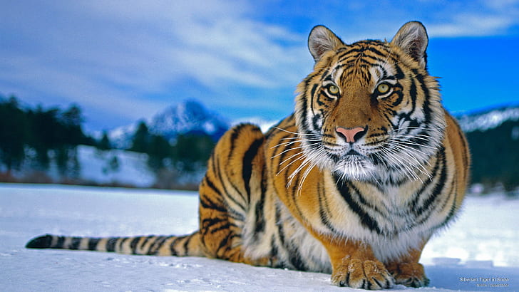 Siberian Tiger in Snow, Animals, HD wallpaper | Wallpaperbetter