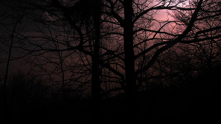 skog, mörk, HD tapet