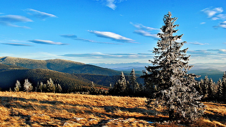 شجرة الصنوبر الخضراء والجبال والغابات والثلج والصخور، خلفية HD