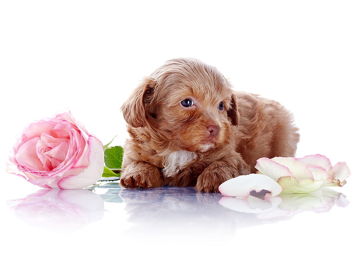 дълго покрито кафяво кученце, кученце, куче, цвете, роза, фотосесия, HD тапет
