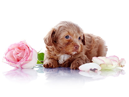 ロングコーティングされた黄褐色の子犬、子犬、犬、花、バラ、写真撮影、 HDデスクトップの壁紙 HD wallpaper