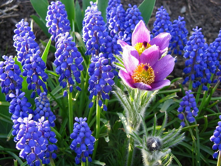синие и фиолетовые цветы, мускари, синий, цветок, клумба, зеленый, HD обои