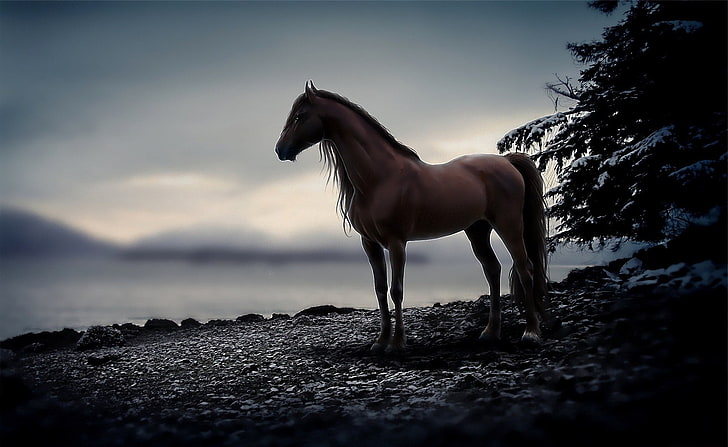 brown hores, stones, animal, horse, the evening, HD wallpaper