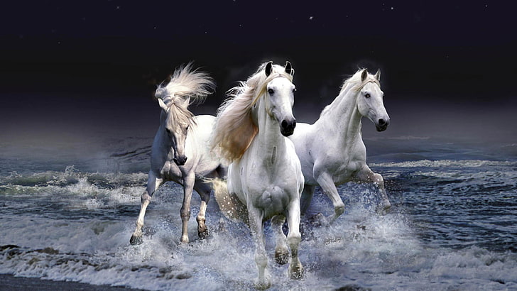 horses, horse, night, white horses, HD wallpaper