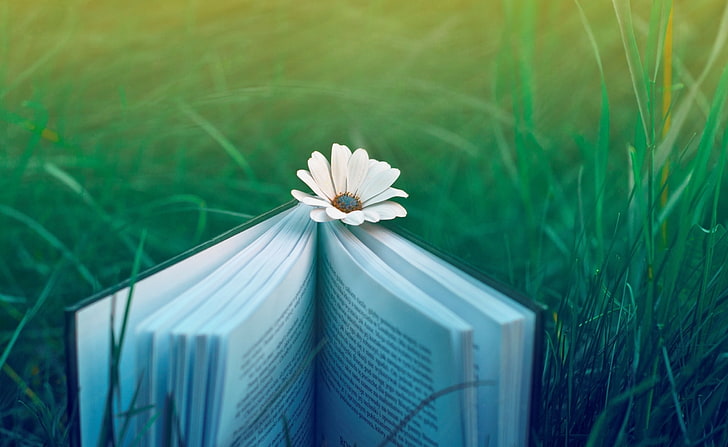 หนังสือเชิญอ่านหนังสือสีดำหนาฤดูร้อนหญ้าคำเชิญหนังสืออ่านหนังสือดอกไม้สวยงาม, วอลล์เปเปอร์ HD