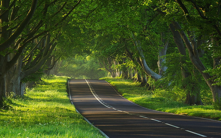 roads with trees on both sides, HD wallpaper