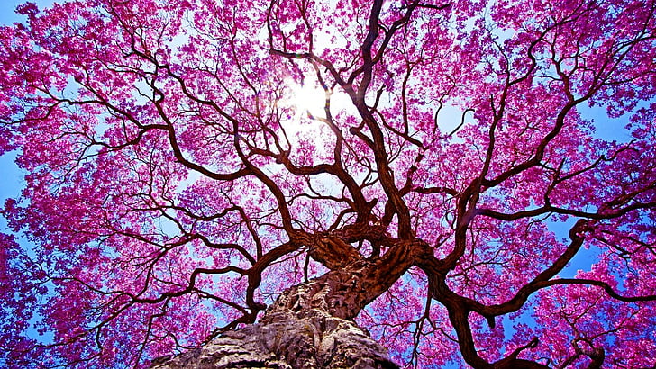 flowery tree, spring, flowery, blossom, tree, sunlight, sunray, nature, HD wallpaper