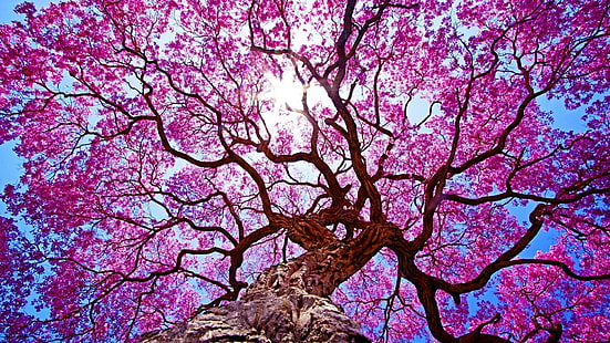 flowery tree, spring, flowery, blossom, tree, sunlight, sunray, nature, HD wallpaper HD wallpaper