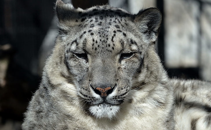 macan tutul salju abu-abu, macan tutul salju, moncong, tidur, predator, kucing besar, Wallpaper HD