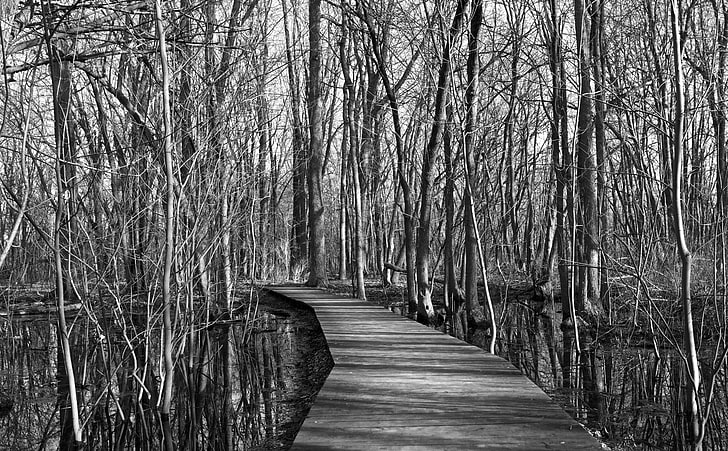 Swamp, Trees, Black and White, Black and White, Nature, Trees, Forest, Water, Woods, Swamp, Reflection, Path, blackandwhite, HD wallpaper