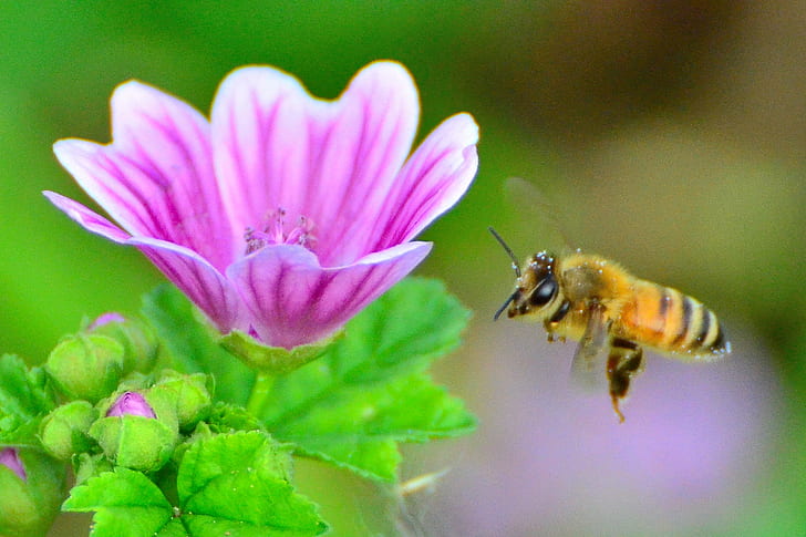 shallow focus photography of a bee flying in front of pink petaled flower during daytime, honeybee, common mallow, honeybee, common mallow, Honeybee, Common Mallow, shallow focus, photography, front, pink, flower, daytime, Aoba-ku, 自然, Nature, Plant, 植物, Insect, Cho, Common-Mallow, High, Blue-Mallow, Bee  Honey, Honey-Bee, bee, pollination, pollen, summer, close-up, honey, honey Bee, macro, animal, HD wallpaper