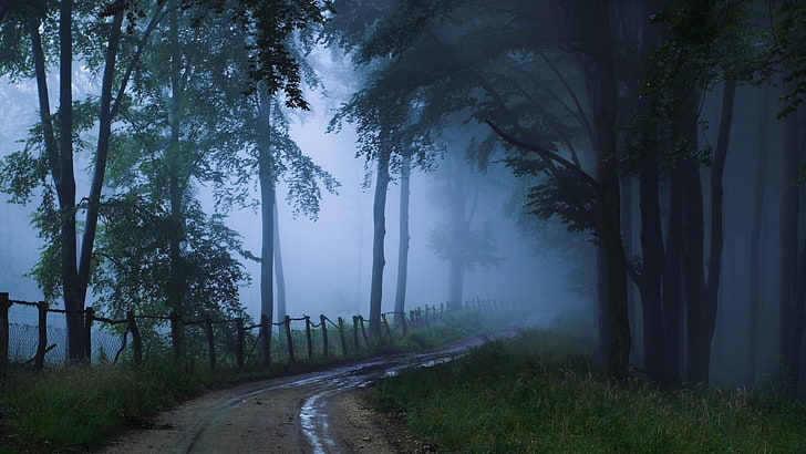 árvores, crepúsculo, floresta, caminho, enevoado, nevoeiro, HD papel de parede