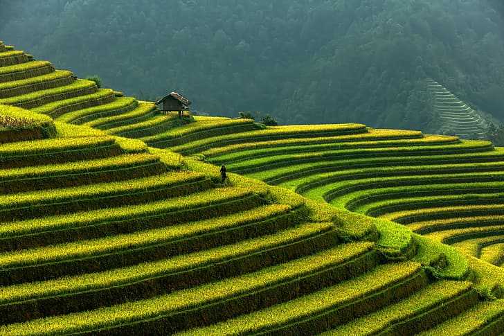 góry, Wietnam, tarasy ryżowe, Tapety HD