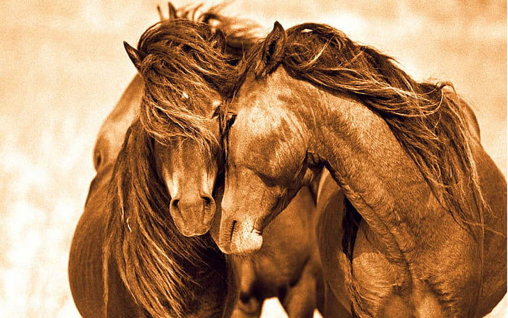 สัตว์, ม้า, คู่, ที่น่ารัก, ความรัก, วอลล์เปเปอร์ HD