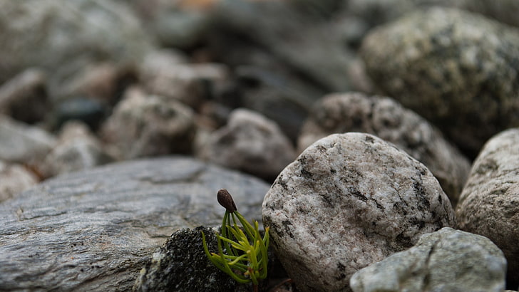 beige rocks, nature, green, plants, stones, macro, depth of field, closeup, HD wallpaper