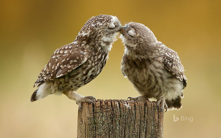 Burrowing owl chicks-2016 Bing Desktop Wallpaper, HD wallpaper