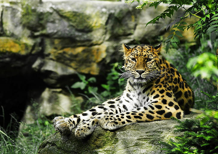 Leopard look, brown leopard, look, wild cat, leopard, ravenous, HD wallpaper