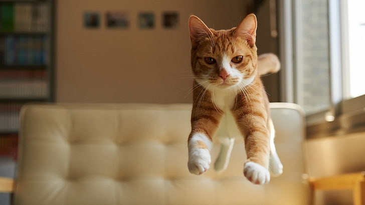gato tigrado laranja, gato, animais, felino, natureza, pulando, HD papel de parede