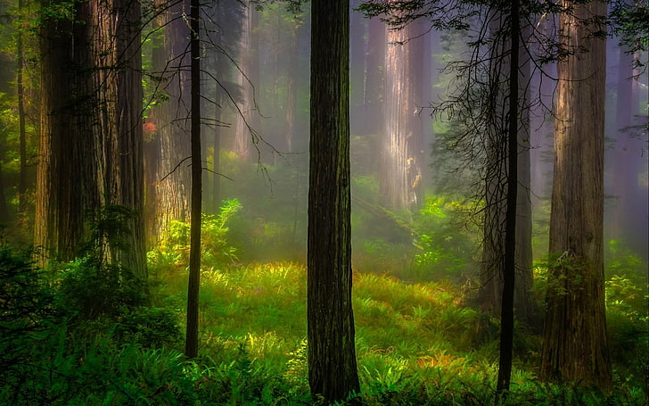 Fondo de pantalla de bosque, bosque y árboles durante la niebla, naturaleza, árboles, bosque, madera, plantas, rama, hojas, niebla, luz solar, hierba, Fondo de pantalla HD