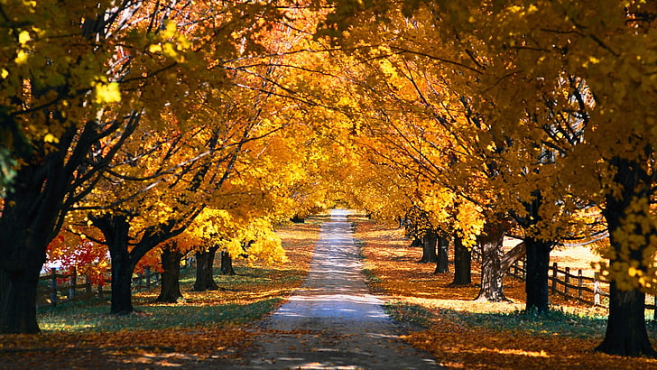 黄色の木、葉、秋、木、道路、黄色、未舗装の道路、まだらの日光、フェンス、自然、 HDデスクトップの壁紙