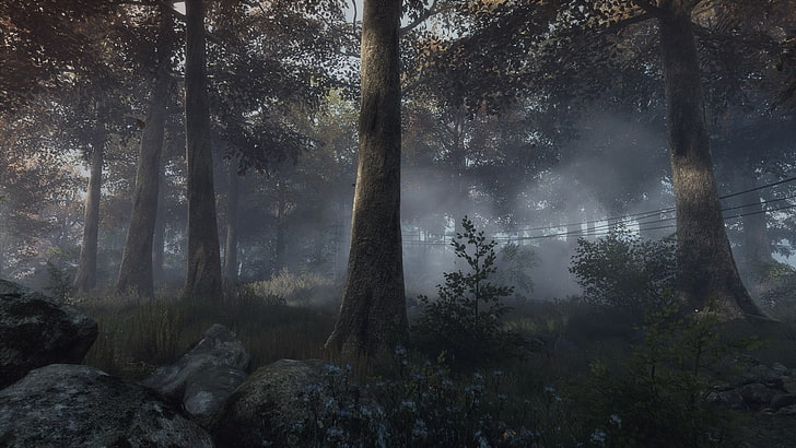batang pohon coklat, The Vanishing of Ethan Carter, video game, hutan, Wallpaper HD
