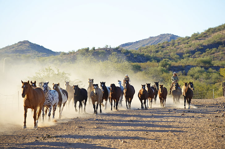 troupeau de chevaux, nature, chevaux, course à pied, cowboys, corral, troupeau, Canon 60D, drovers, Fond d'écran HD