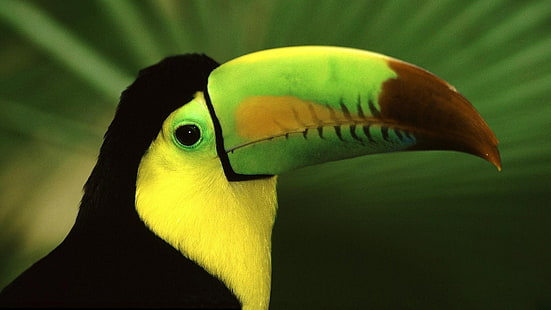 toucan, HD wallpaper HD wallpaper
