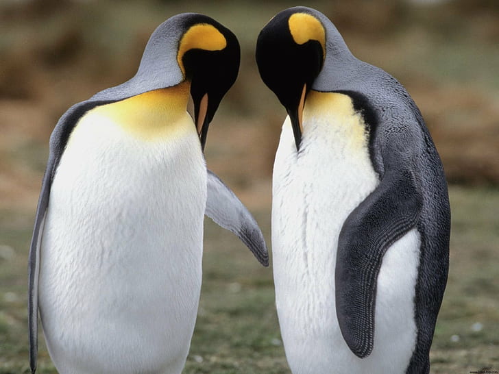 Tuxedo Check King Penguins, king, penguins, tuxedo, check, HD wallpaper