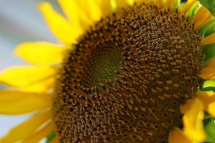 Sunflower photo, In search of, sunshine, Sunflower, photo, my friend, It's time, time to let go, If only, I hope, Mr, Butterball, flowers, today, It's ok, ok to go, go now, peace, Death, Friends, Suffering, Pain, yellow, nature, agriculture, plant, flower, summer, petal, outdoors, close-up, field, seed, rural Scene, bee, beauty In Nature, growth, leaf, pollen, HD wallpaper