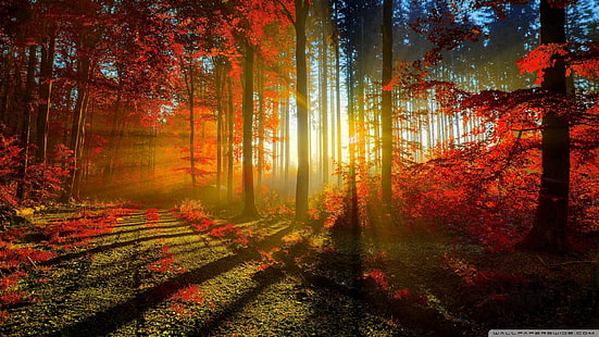 naturaleza, 1920x1080, otoño, otoño, bosque, árbol, camino, paredes de naturaleza 4k, Fondo de pantalla HD HD wallpaper